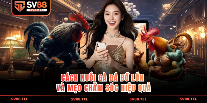 Cách nuôi gà đá bồ lớn và mẹo chăm sóc hiệu quả