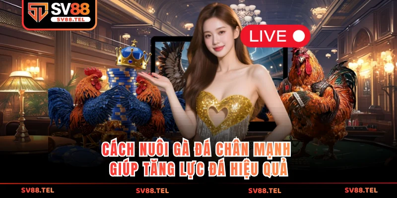 cách nuôi gà đá chân mạnh