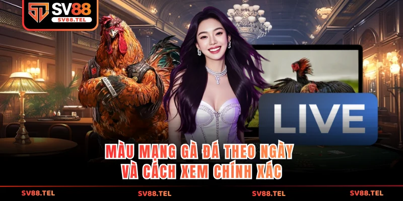 Màu mạng gà đá theo ngày và cách xem chính xác
