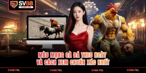 màu mạng gà đá theo ngày