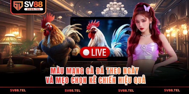 Màu mạng gà đá theo ngày và mẹo chọn kê chiến hiệu quả